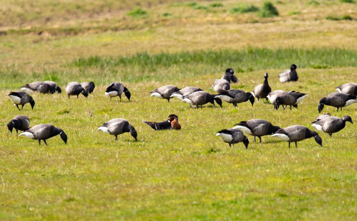 Redfoot60's tweet photo. Last Saturday I went to @RSPBFrampton and saw 59 species, it was the best birding day I've had for a few years. Lesser yellowlegs, little gull, black tern, RB Goose. Just stunning. Big thanks to the chap from Caroline's driving school who pointed out the yellowlegs to me. https://t.co/3YFgQbEgae