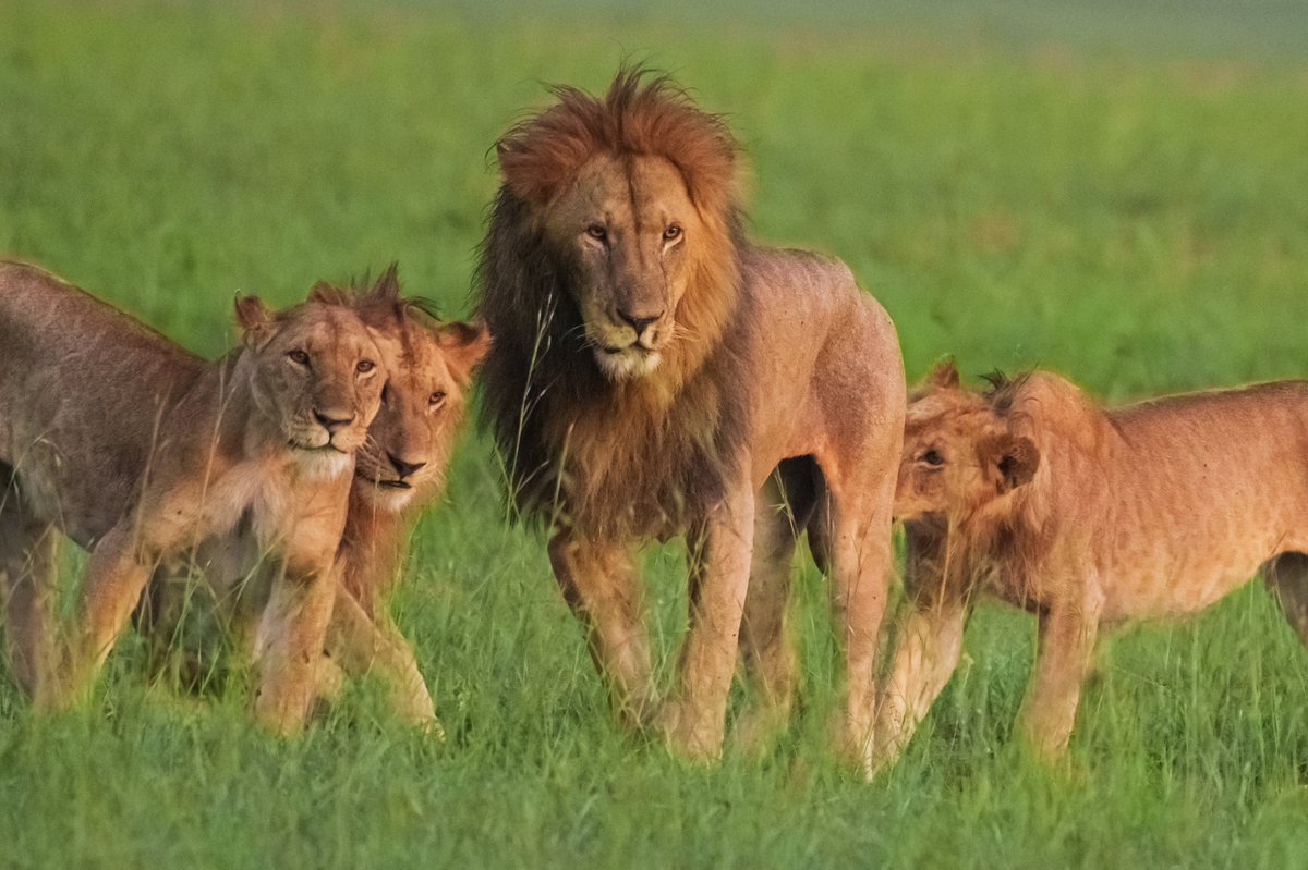 Orkitok’s (Salas) mind voice: “Guys don’t mess with my…….blah blah😆 | Masai Mara | Kenya
.
.
#lionsinthewild #nikonD850 #lionsofmasaimara #nikonmea #lionphoto #lions #natgeowild #explorekenya #earthlovers #kenyasafari #jawsafrica #masaimarabigcats #bownaankamal #EcoTourism