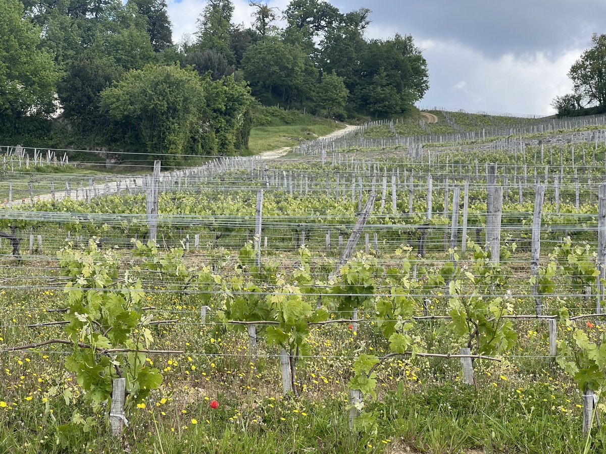 Poppies among the vines at Larcis Ducasse.