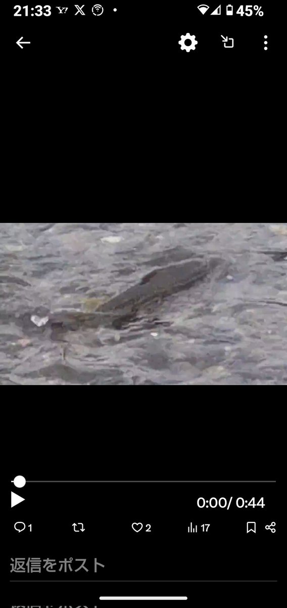 お疲れ様です😄
#川を見ると撮りたくなる会
謎の魚？