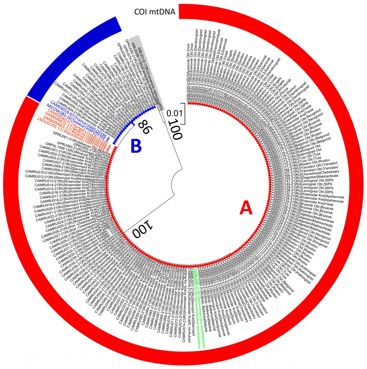 #mdpi_insects #highviewpaper
Invasion Genetics of the Horse-Chestnut Leaf Miner, #Camerariaohridella (#Lepidoptera: #Gracillariidae), in European Russia: A Case of Successful Involvement of #CitizenScience in Studying an Alien Insect Pest
🔗mdpi.com/2075-4450/14/2…