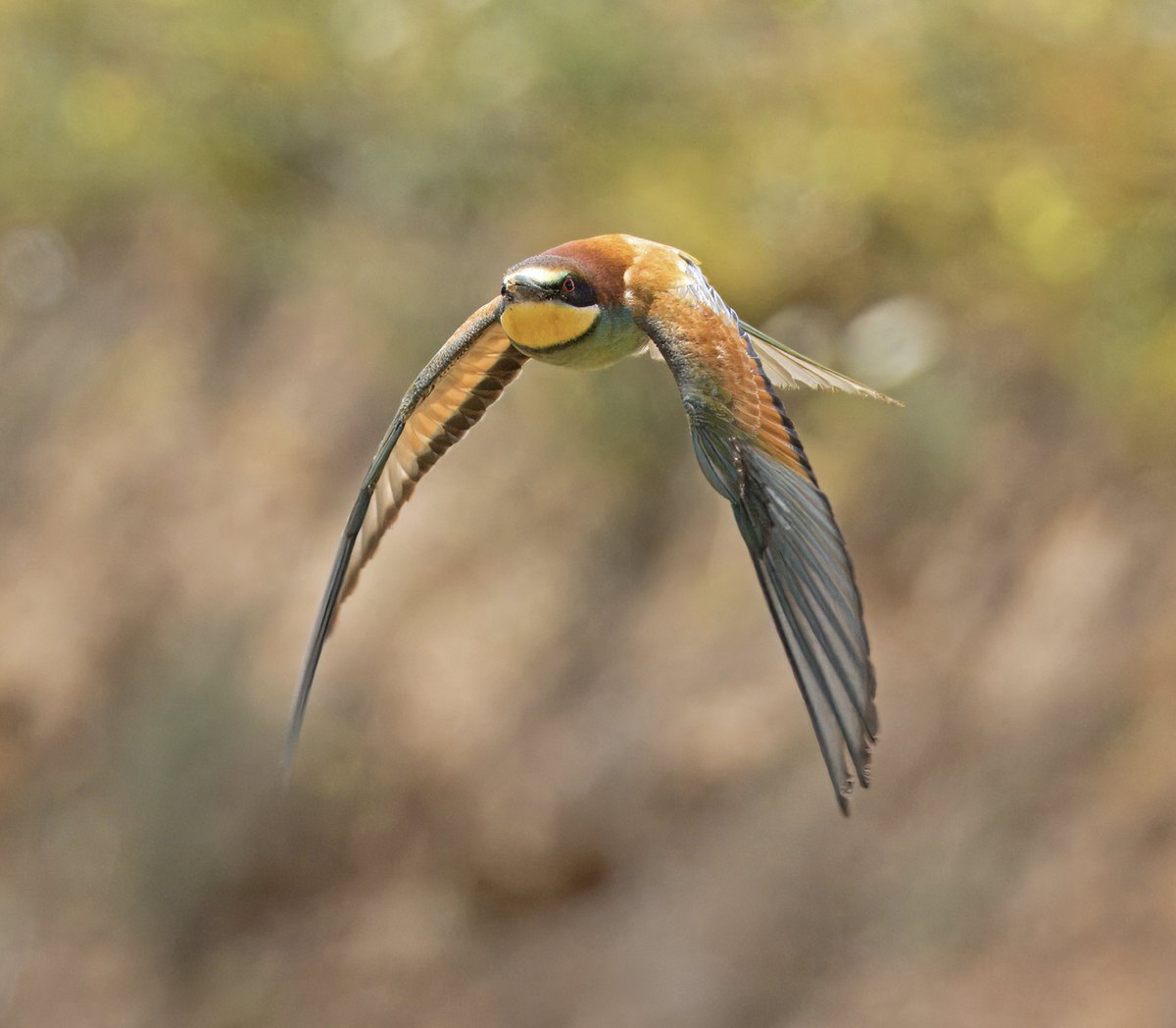 How about another Bee Eater? Couldn’t believe it when I zoomed in to check if the eyes were in focus, and they were bang on 😎. Faro Portugal.