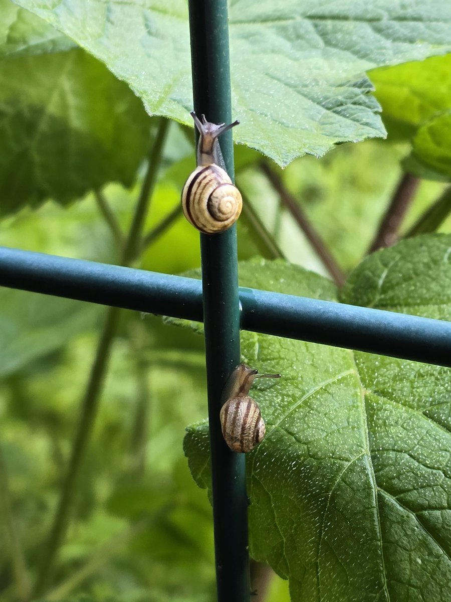 More snails 🐌 🐌
#TinyTuesday 
#TwosDay