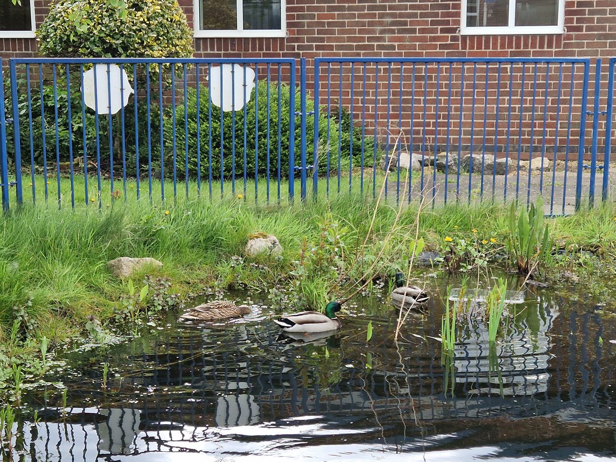 The Dallam ducks have returned to our school pond. It is lovely to have them back after the winter! 🦆#Dallamducks