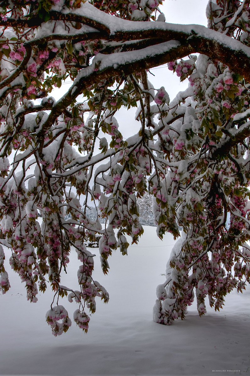 23 April ❄️🌸 #Nidwalden #carolinepirskanen #Switzerland