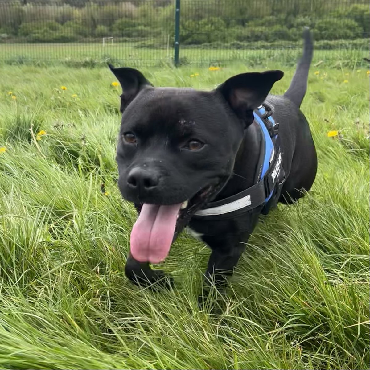 Happy #tongueouttuesday everyone #frank