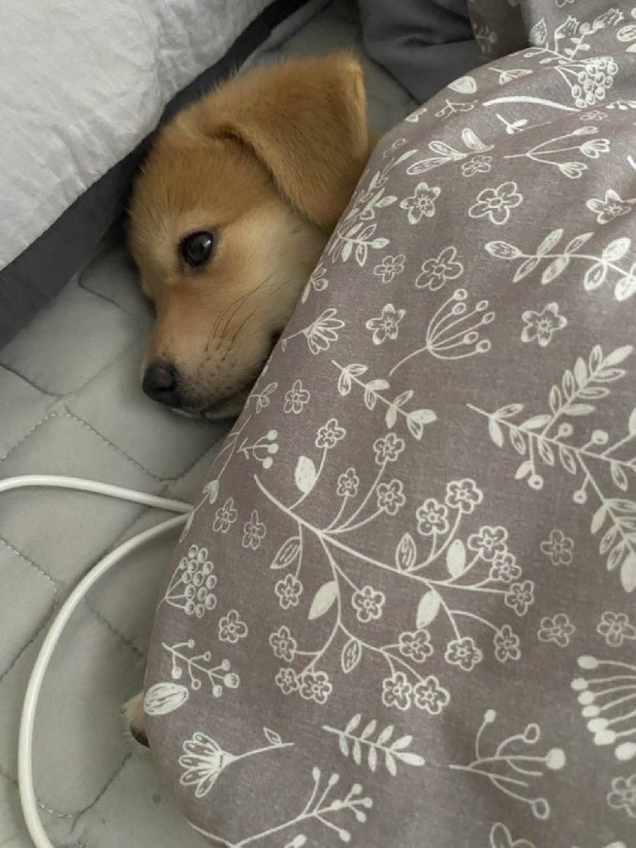 집 존나 서둘러서 가는 이유

이거 할라고
다른이유는 엄슴