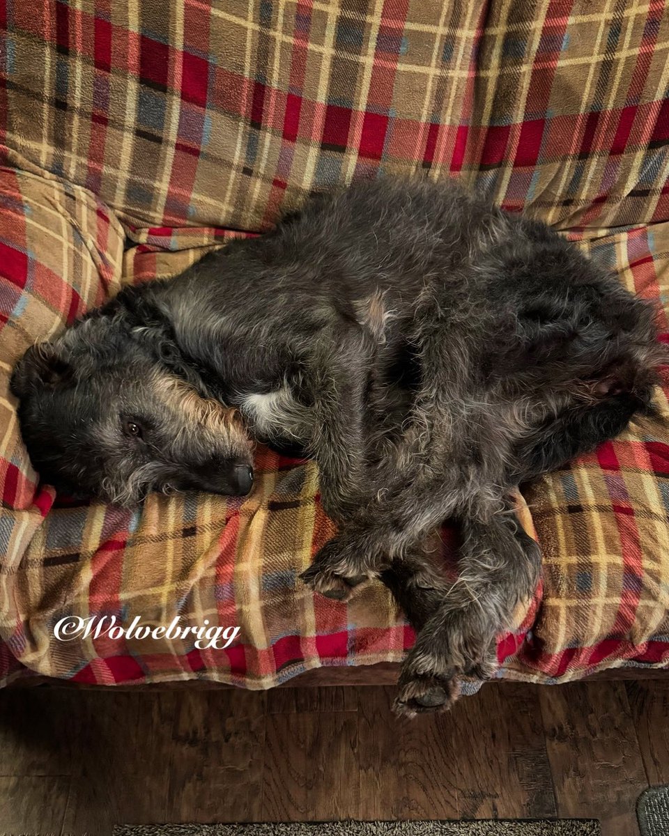 Are you comfortable there Nuala?🐺❤️
#IrishWolfhound #dogs #DogsofTwitter #DogsofX