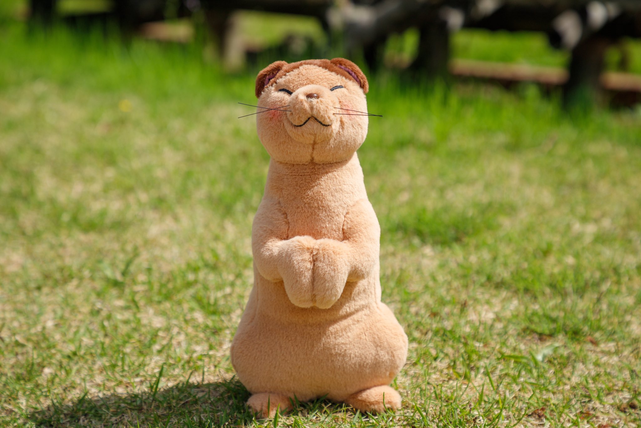 【新品】猫の恩返し ナトルぬいぐるみ 新品タグ付き どんぐり共和国限定品/ジブリ ジブリがいっぱい どんぐり共和国【公式】 on X: 