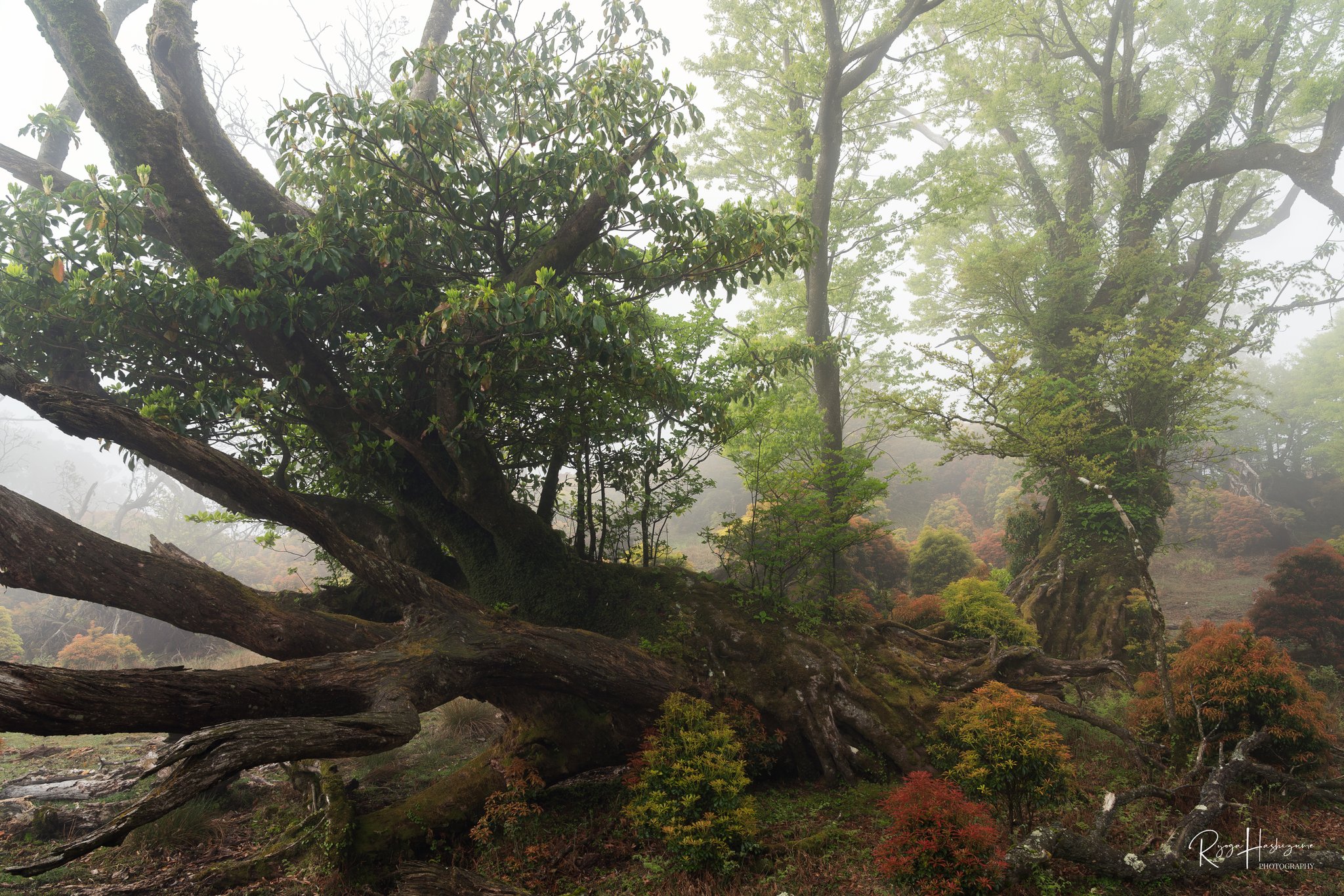 はっしー 75dフルダルサッカーストライプ半袖ハイネックカットソー