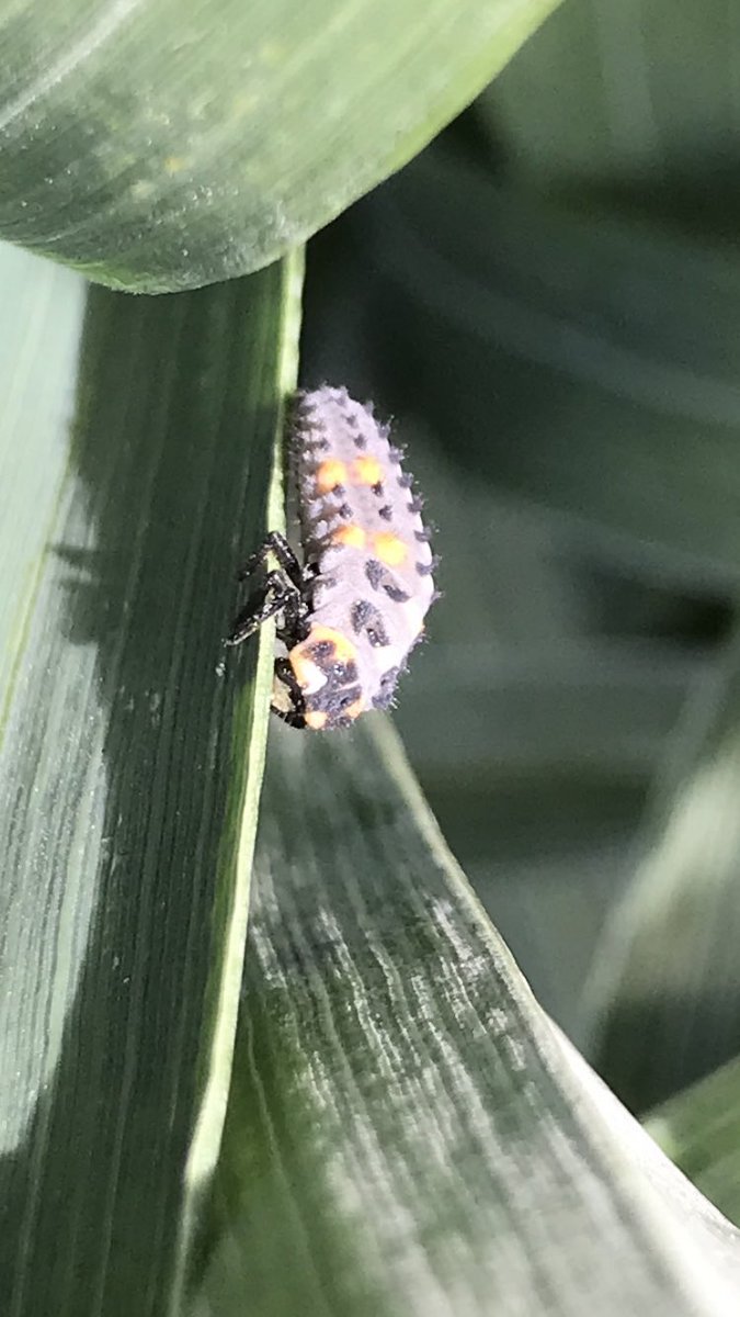 TeiaG2012's tweet photo. any també de #pugons al cereal… on hi ha l’aliment, s’hi acosten els comensals… #coccinèl•lids #marieta https://t.co/YEuzFI27dw