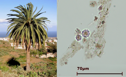 En nuestra reciente publicación documentamos fitolitos producidos por plantas nativas y endémicas de las Islas Canarias para su uso en estudios de arqueobotánica y paleoecología :) 🌿#Archaeology #Palaeoecology link.springer.com/article/10.100…… @AMBI_Lab @FdezPalaciosLab @CienciaULL