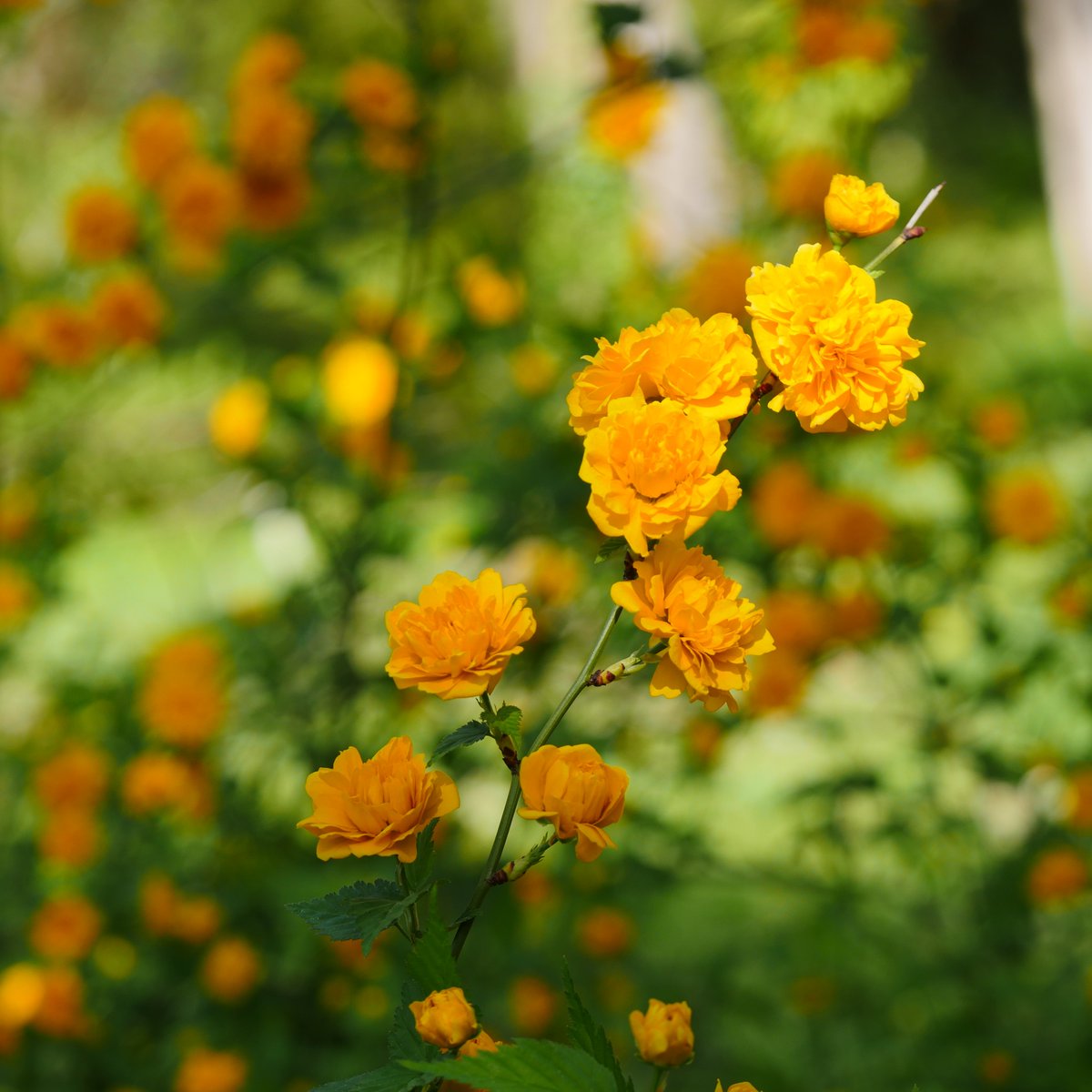 ズームレンズで、撮影してみました。 #Lumix 45-150mm #Panasonic #ヤマブキ #ふれあいの森　大和市