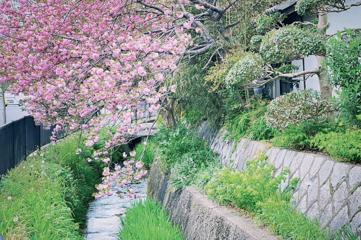 himigraph's tweet photo. 新緑のましこ https://t.co/66FzJiJ4Ip