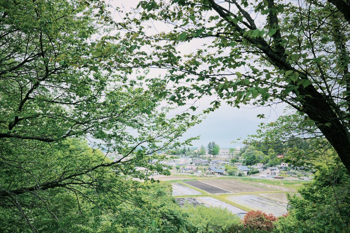 himigraph's tweet photo. 新緑のましこ https://t.co/66FzJiJ4Ip