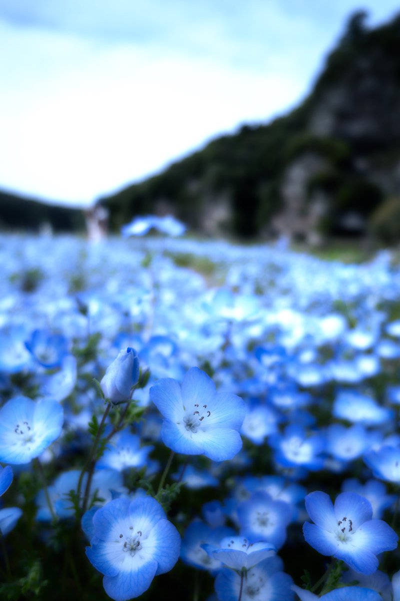 青空の下撮影がしたい(´・ω・｀) なんで雨ばっかりなんだよぉぉぉぉ(´・ω・｀)ｼｮﾎﾞｰﾝ #花 #ネモフィラ #ファインダー越しの私の世界 #キリトリセカイ #TLを花でいっぱいにしよう #nikonphotography #Nikon #ℤ30 #私とニコンで見た世界 #photo #photograghy
