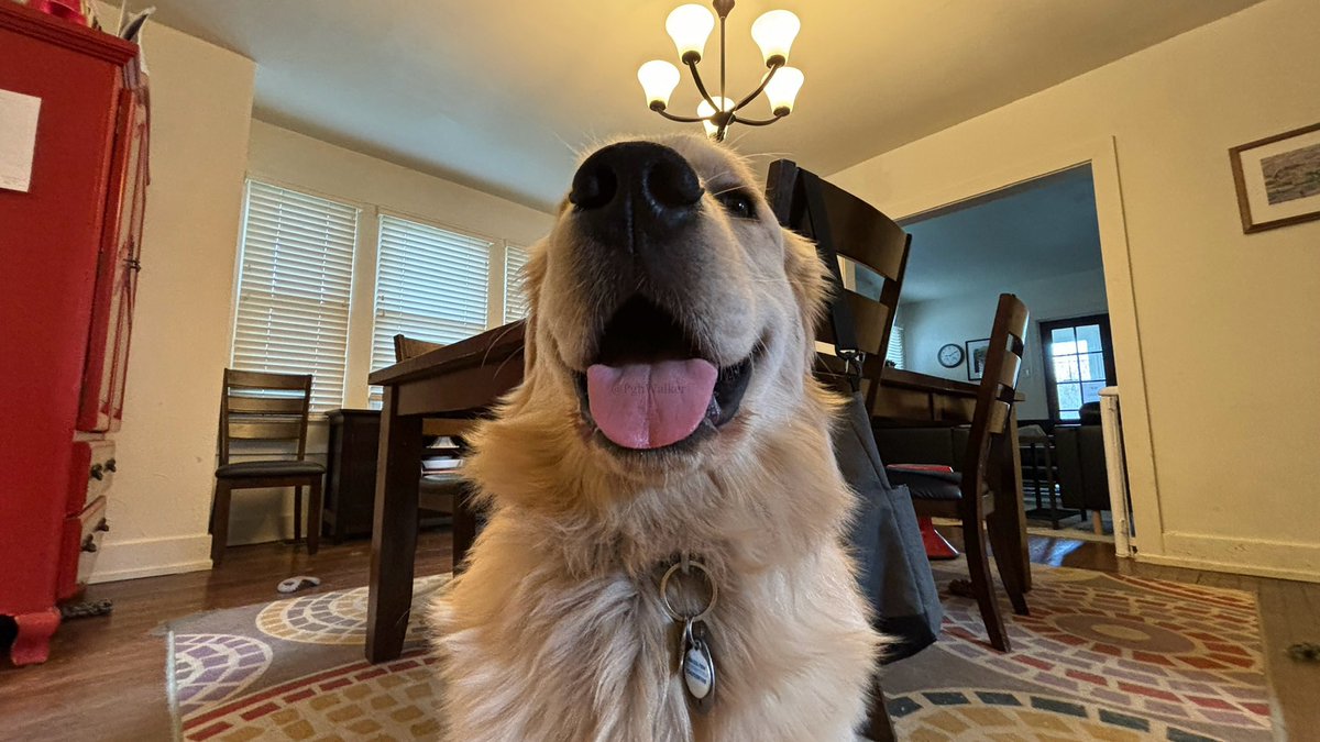 Tongue? ✔️
Tongue Out? ✔️
Tuesday? ✔️
I am so ready for #TongueOutTuesday. #GRC #SoReady #LookAtMe #MyTongueIsAmazing 

#DogsOfTwitter #GoldenRetrievers