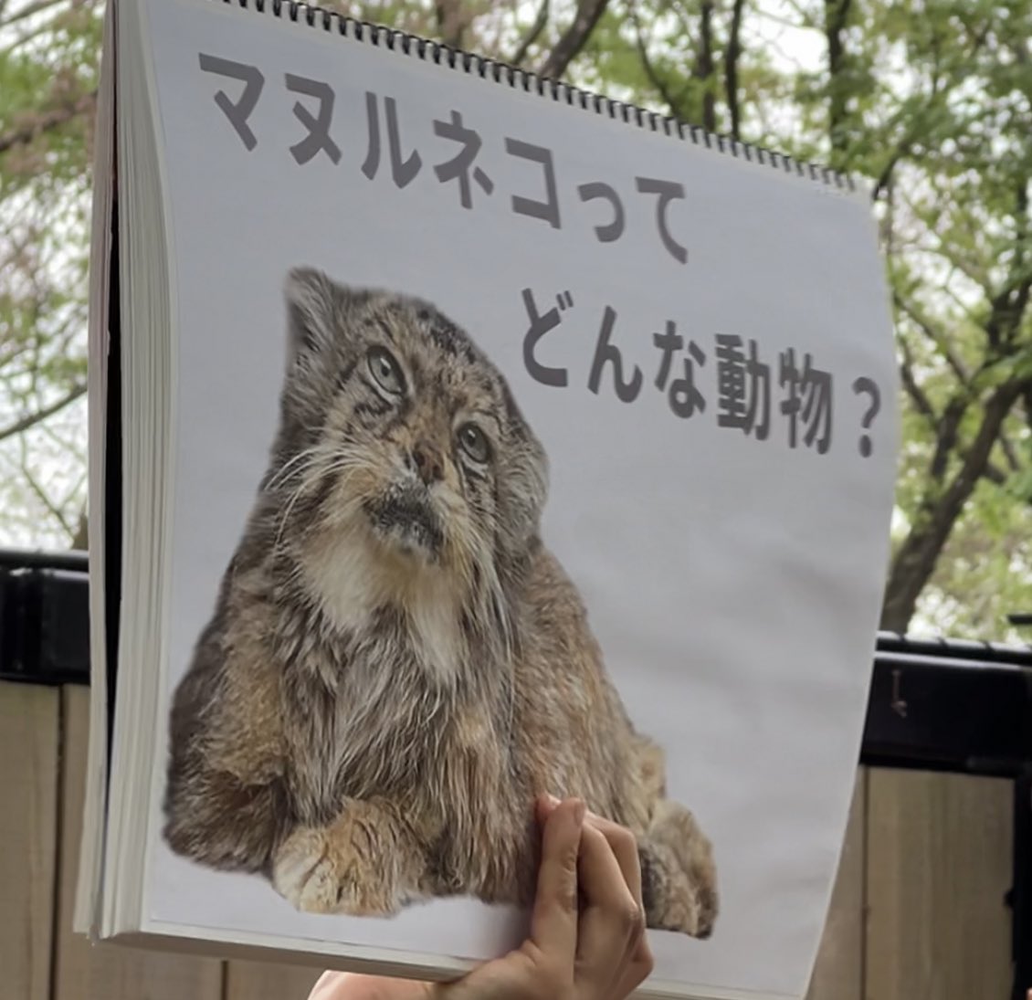 ManulTabitan's tweet photo. ポスターには書いてなかったのだけど、イベント2日目の21日には「飼育の日」のイベントのリレーガイドで #マヌルネコ があって。
自作フリップによる30分弱びっしりわかりやすくて熱のある内容。隣の牛さんも参加して下さって本当に大変良かった。
全世界に配信してほしい。
#国際マヌルネコの日 https://t.co/xFVGvqxJiX