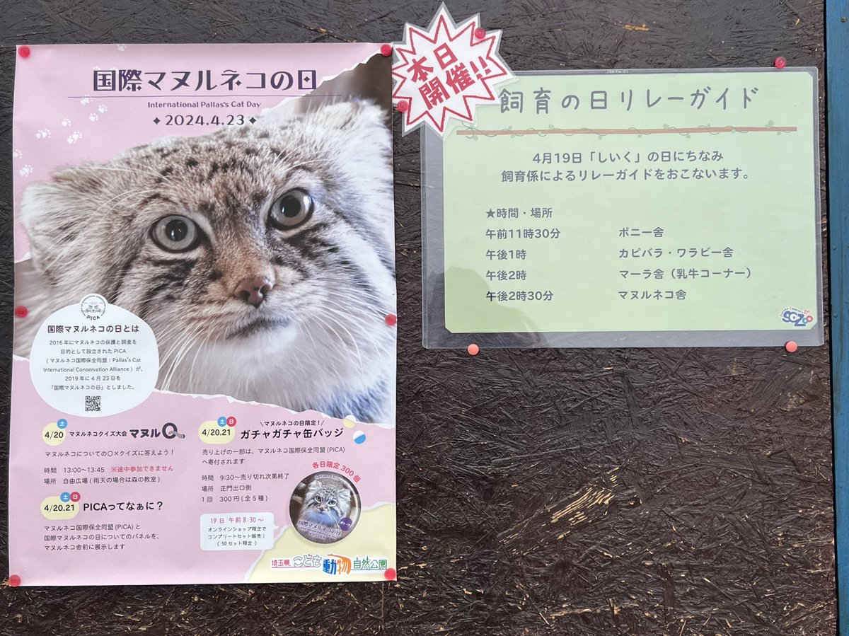 ManulTabitan's tweet photo. ポスターには書いてなかったのだけど、イベント2日目の21日には「飼育の日」のイベントのリレーガイドで #マヌルネコ があって。
自作フリップによる30分弱びっしりわかりやすくて熱のある内容。隣の牛さんも参加して下さって本当に大変良かった。
全世界に配信してほしい。
#国際マヌルネコの日 https://t.co/xFVGvqxJiX