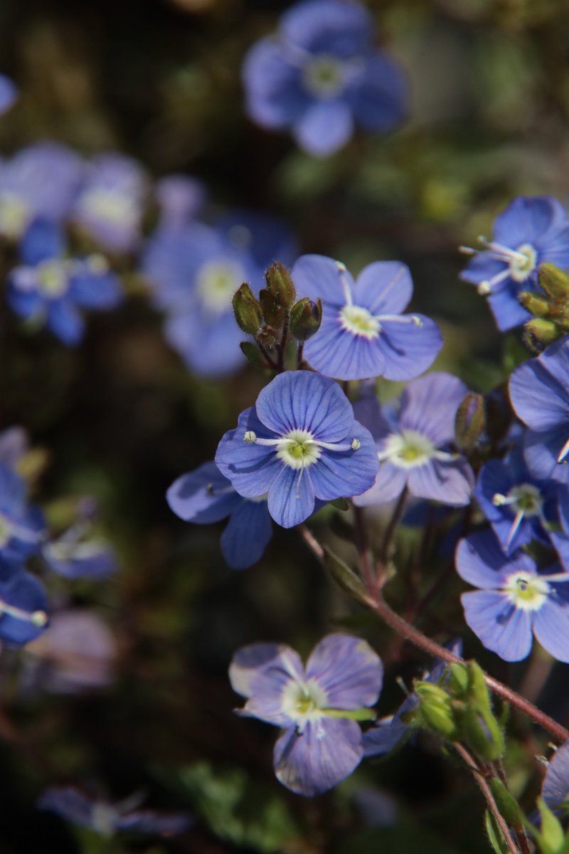 gontanokoneroku's tweet photo. Veronica Oxford Blue 😇

#Photography #Flowers https://t.co/P0IbBDgGWh