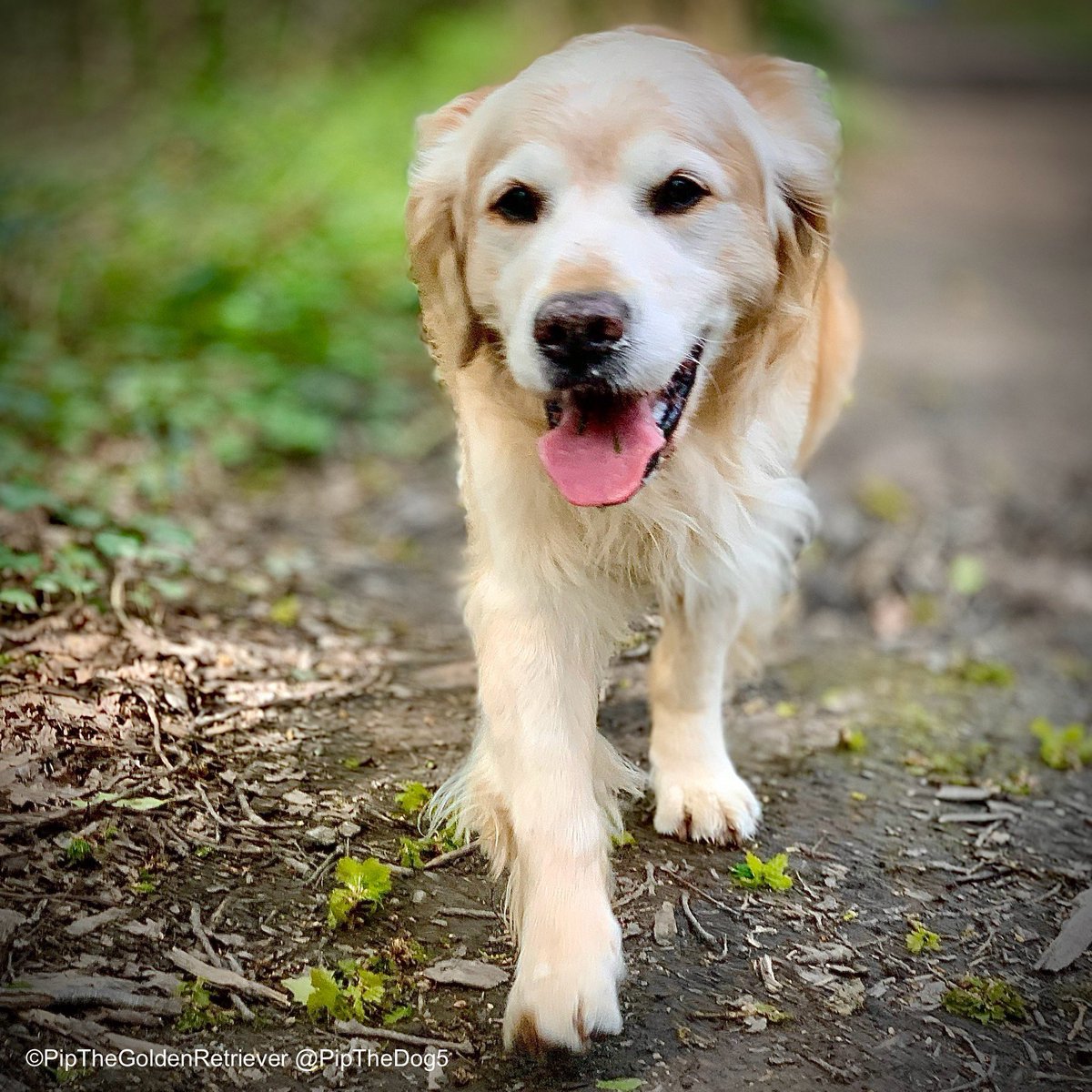 🌤️🐶📸 Putting my best paw forward on #TongueOutTuesday! #GRC #DogsOfX #GoldenRetrievers 🐕😀🐾