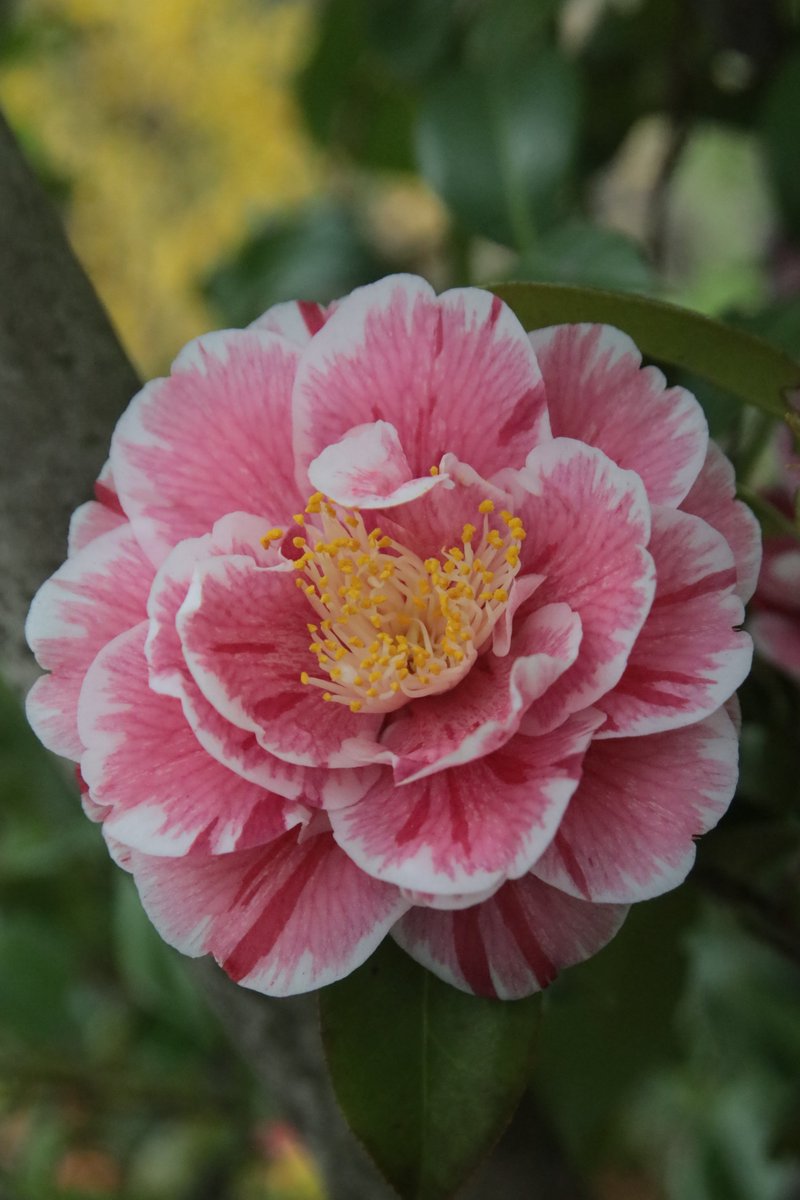 Camellia 😊

#Photography #Flowers