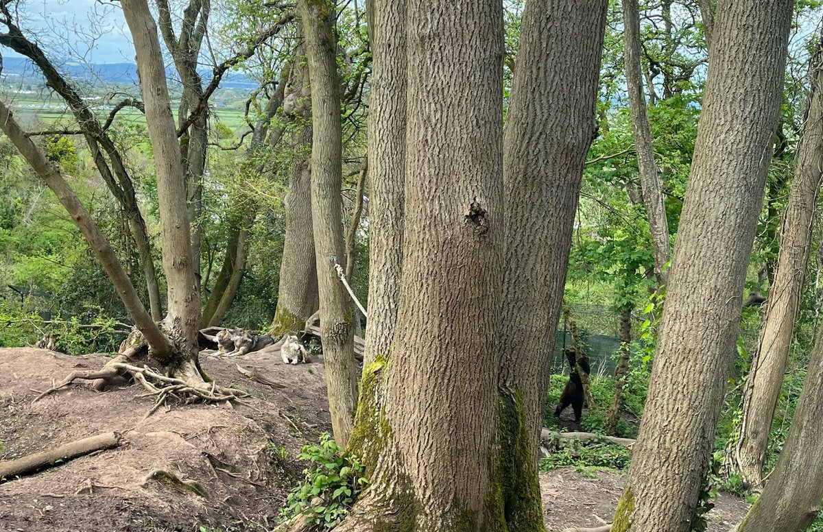 Some of The Road Lab team helped @cardiffiuni students on their animal behaviour trip to @BrisZooProject Meerkats, bears, lynxes & wolves were all spotted! @BrisZooSociety support #conservation initiatives to combat global #biodiversityloss 📸 Katherine Brine/Sarah Perkins