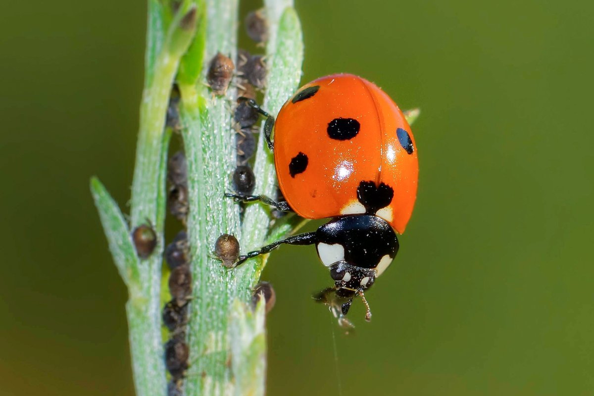 🐞🐛Biological control offers environmentally safe protection for your plants. But what exactly is it? 🤔 Learn about the different types of biocontrols and their uses: 👉 ow.ly/Rlc550RlWAT