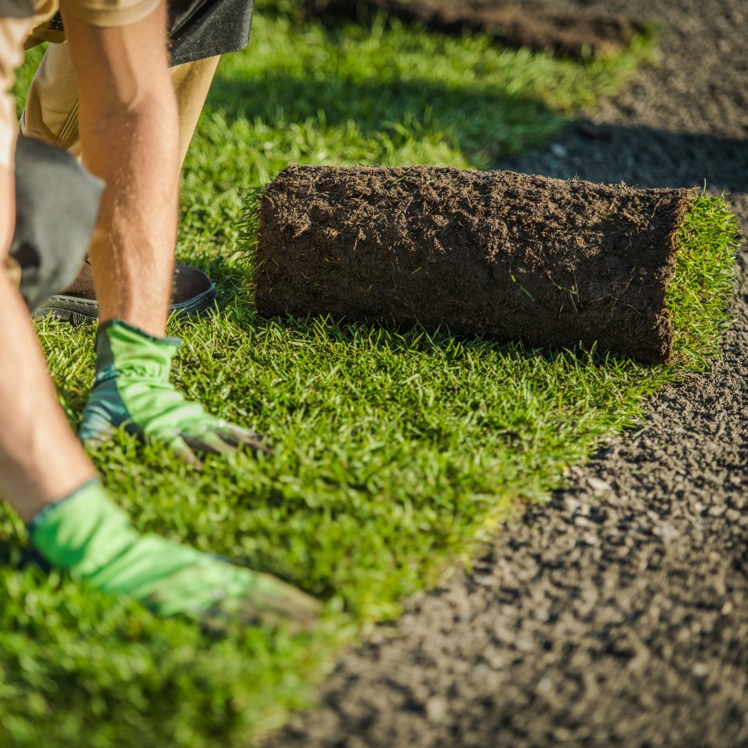 TopsoilDirect's tweet image. Transform your lawn with Garden Topsoil Direct! From bulk sand deliveries to sterilized turf dressing, we have all you need for a lush lawn. 🌱 Explore now: gardentopsoildirect.co.uk/product-catego… #TurfingEssentials #GardenUpgrade #GardenTopsoilDirect