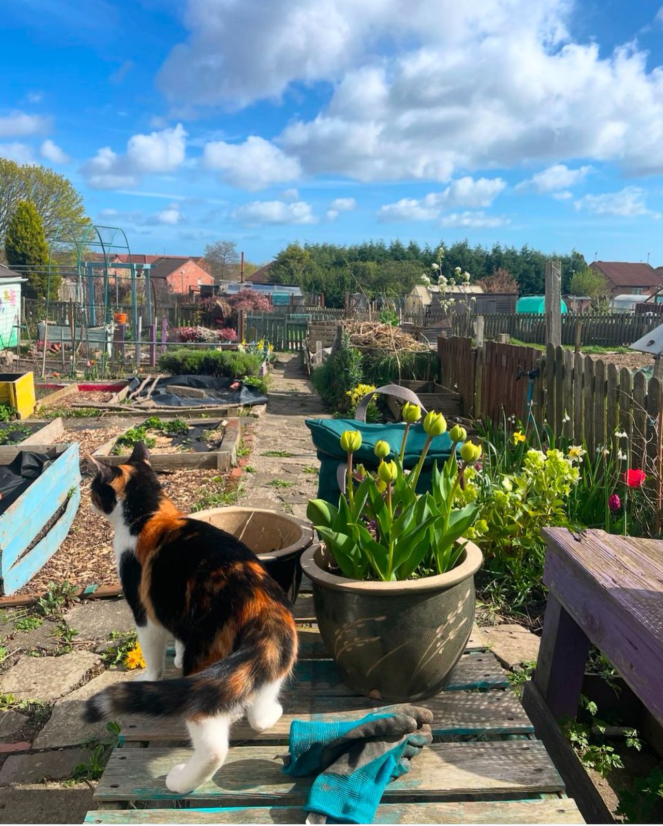 📸 PHOTO OF THE DAY - from KG follower allotmen.27 on Instagram! #kitchengarden #growing #growyourown #gardening #plot #allotment #growyourownfood #allotmentsuk #homegrown #garden #gardenlove #gardeninspiration