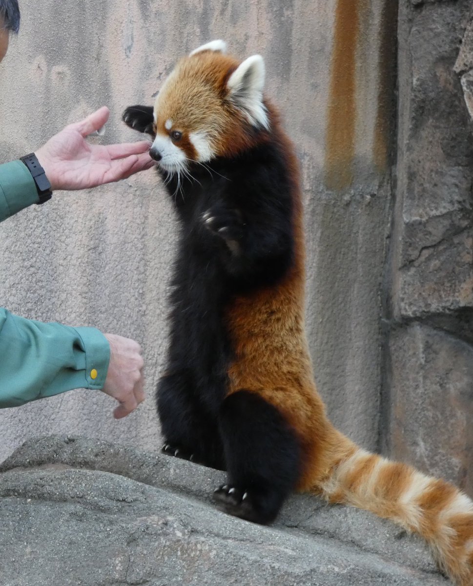 準備完了だよ

さぁ リンゴをちょうだい🍎🍎

 #王子動物園
 #レッサーパンダ
 #ジャズ