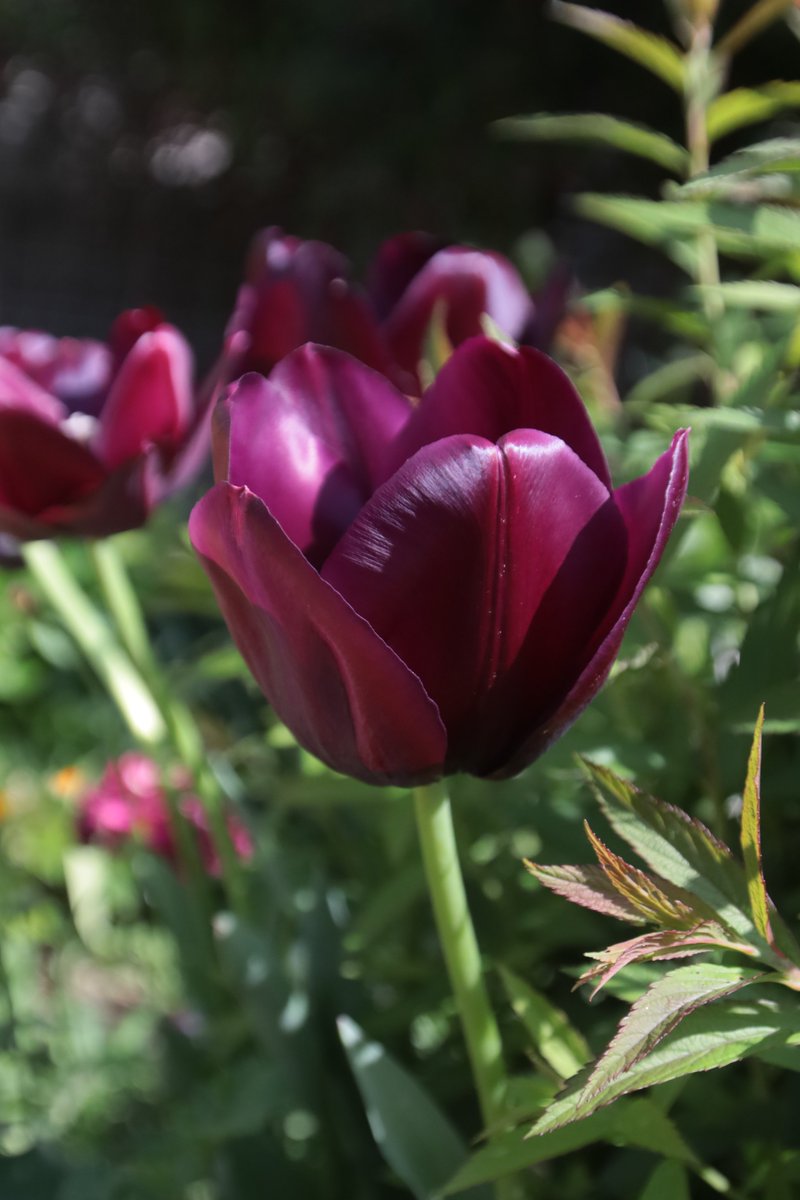 Tulips ☺️

#Photography #Flowers