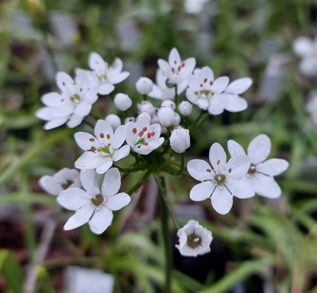 It was nearly dark last night when I took this photo of Allium subhirsutum. No filters or flash. It sparkles in sun and glows in the gloom. Fairly well behaved too! #allium #alliumsubhirsutum #whiteflowers #whitegarden #peatfree #mailorderplants #plantsforsale