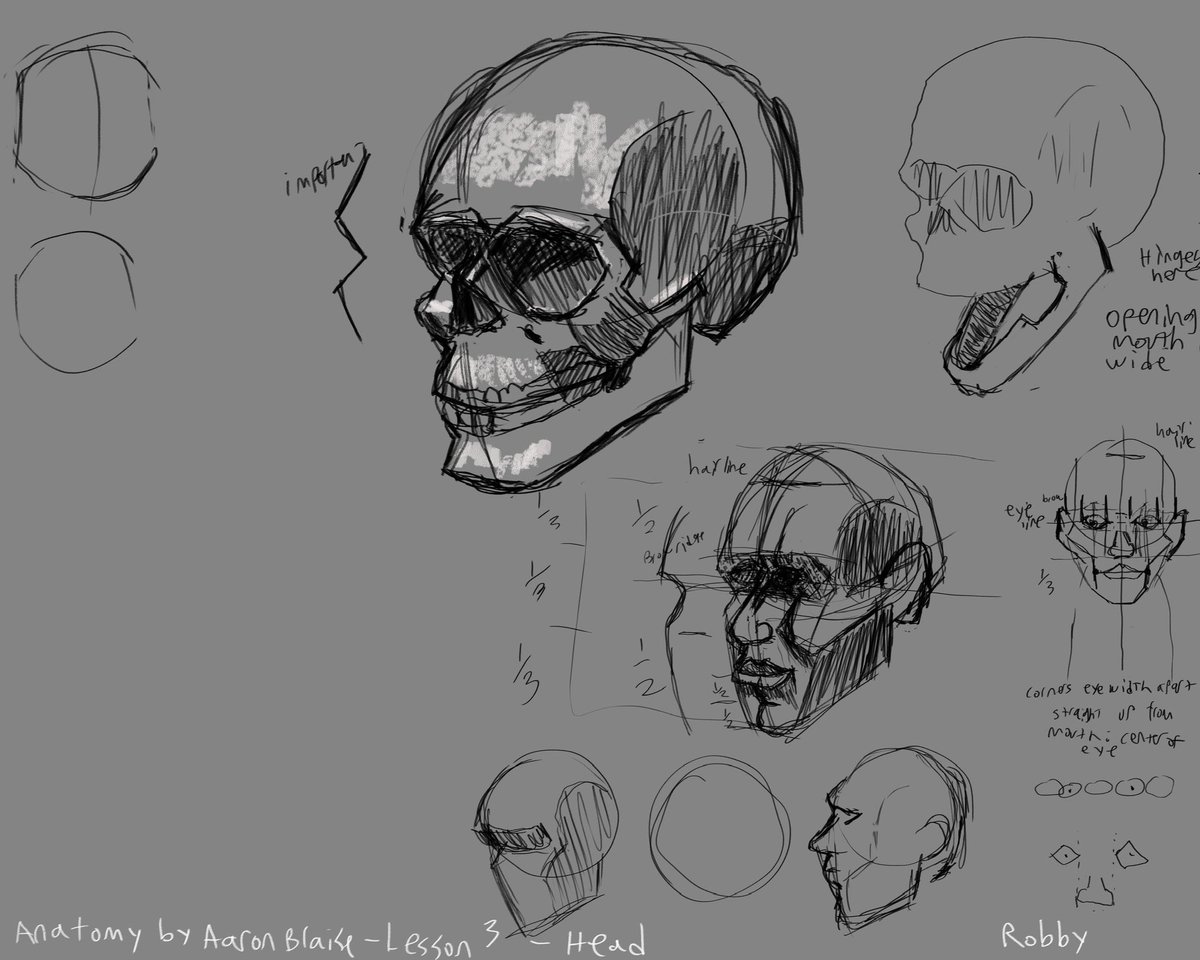 A #sketch I did following along with Aaron Blaise’s Drawing Human Anatomy course from #CreatureArtTeacher. From the lecture on head proportions. Sketched in #Photoshop #art #digitalart  
#skull