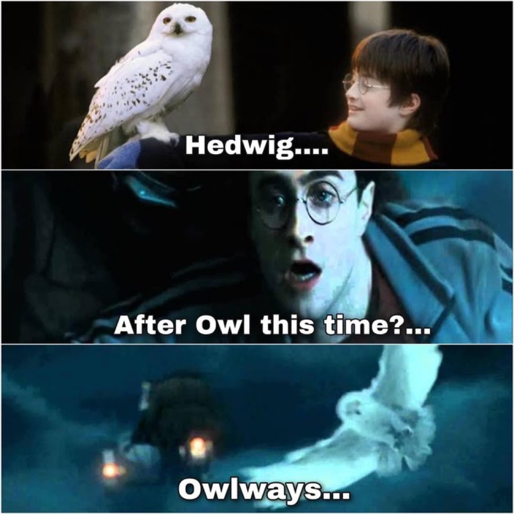 We love you Hedwig 🦉