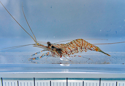 A new shallow water species of the palaemonid #shrimp genus Palaemon Weber, 1795 (#Decapoda: Caridea) from #Japan 
mapress.com/zt/article/vie… 
#Taxonomy #newspecies