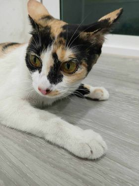 CatsterClub's tweet photo. 🏡หาบ้านให้น้องแมวค่ะ 🏡
น้องเป็นแมว 3 สีค่ะ
ตรวจโรคแล้วน้องไม่เป็นเอดส์และลิวคีเมีย
ส่วนลูกๆได้บ้านหมดแล้วค่ะ
ตอนนี้น้องทำหมันอยู่โรงพยาบาลสัตว์ประชาอุทิศค่ะ
พิกัด : ทุ่งครุ 
ติดต่อ : 087 5185987 
#หาบ้านให้แมว #แมวหาบ้าน https://t.co/Wct84t6Ngm