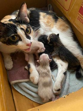 CatsterClub's tweet photo. 🏡หาบ้านให้น้องแมวค่ะ 🏡
น้องเป็นแมว 3 สีค่ะ
ตรวจโรคแล้วน้องไม่เป็นเอดส์และลิวคีเมีย
ส่วนลูกๆได้บ้านหมดแล้วค่ะ
ตอนนี้น้องทำหมันอยู่โรงพยาบาลสัตว์ประชาอุทิศค่ะ
พิกัด : ทุ่งครุ 
ติดต่อ : 087 5185987 
#หาบ้านให้แมว #แมวหาบ้าน https://t.co/Wct84t6Ngm