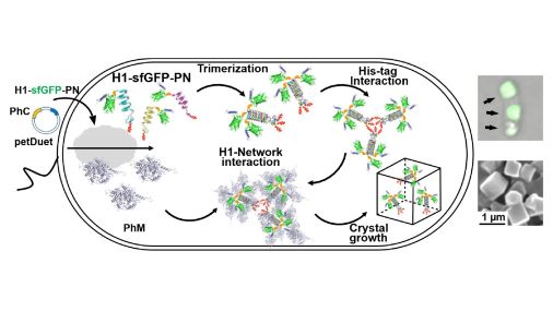 CSJjournals_jp's tweet photo. #ProteinCrystals , Protein needle, #SolidMaterials
Article by Dr. Satoshi Abe and Prof. Takafumi Ueno @tokyotech_en (Tokyo Institute of Technology)
#Chemistry
https://t.co/UTfTMFoYuf https://t.co/vOlB2muFAP