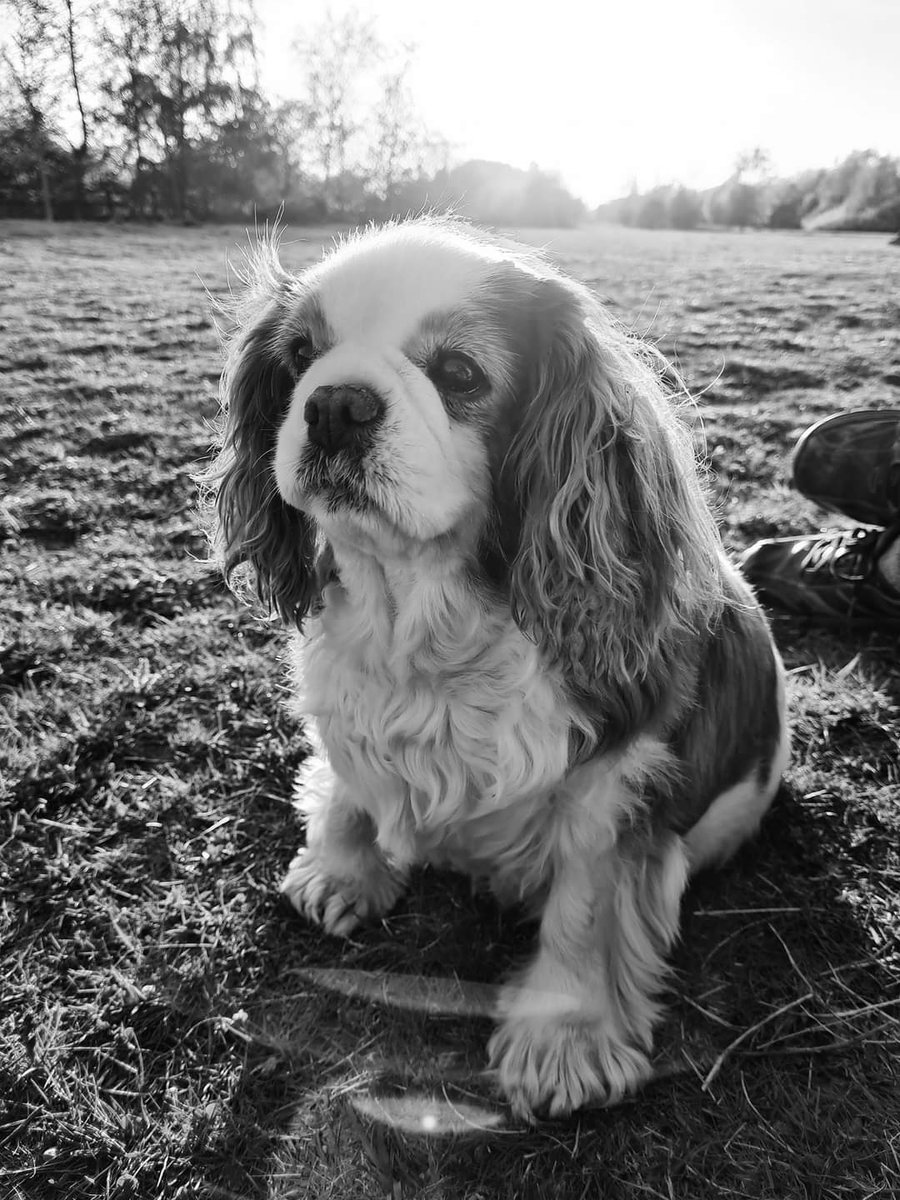 My very beautiful Milly Moo Moo 🥰🥰 The most gentle soul I've ever known despite her puppy farm background. Miss you lots 😘 xx #cavpack #gonebutnotforgotten