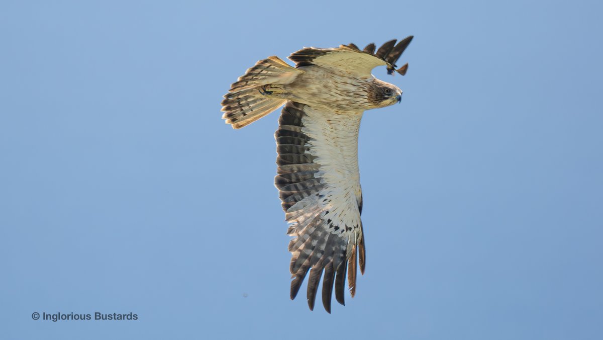 We got ourselves in the flow of migrating soaring #Birds yesterday with 12 European Honey #Buzzards, 915 Black #Kites, 79 Booted (pic) and 75 Short-toed #Eagles, Black #Storks, Montagu´s and Marsh #Harriers, Egyptian #Vulture and returning Griffon #Vultures ! #FlywayBirding
