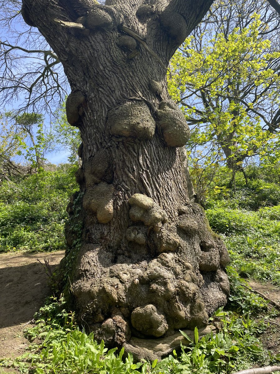 A champion, burl boasting Sweet Chestnut for this weeks #thicktrunktuesday 💚