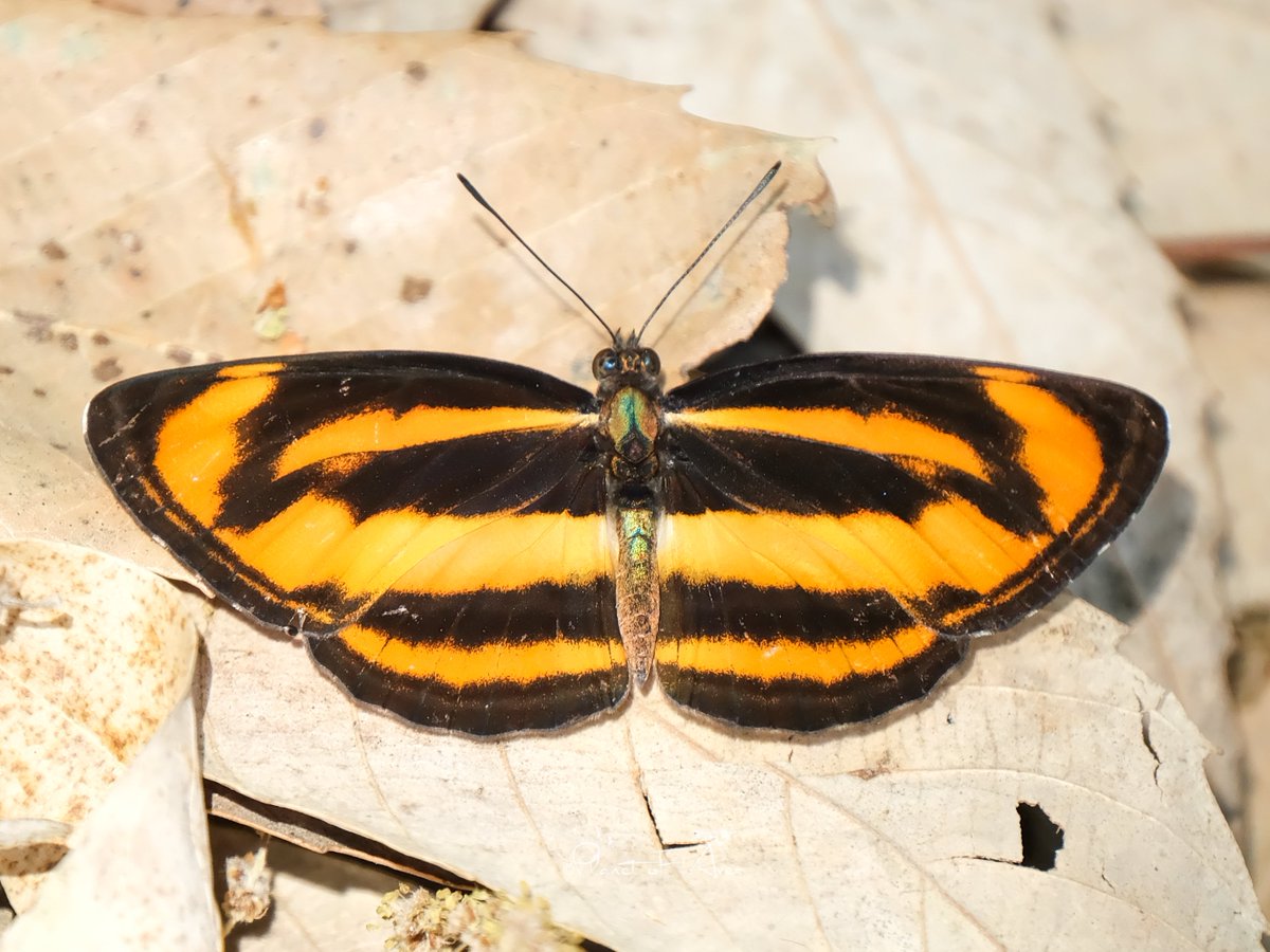 What about a #butterfly for the day ? The Common Lascar 🦋 is a species of nymphalid butterfly found in tropical and subtropical Asia. A #lifer frm #Sattal #BBCWildlifePOTD #natgeoindia #ThePhotoHour #titli #photography #beautiful #wildlifephotography #photo #WildlifeConservation