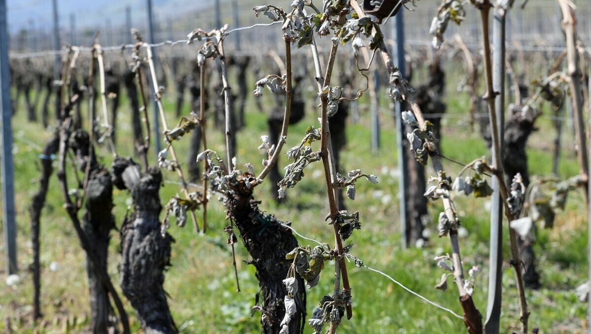 Gel : dans le Tarn, autour de 30% de pertes dans le vignoble de Gaillac
➡️ l.francebleu.fr/sa8b