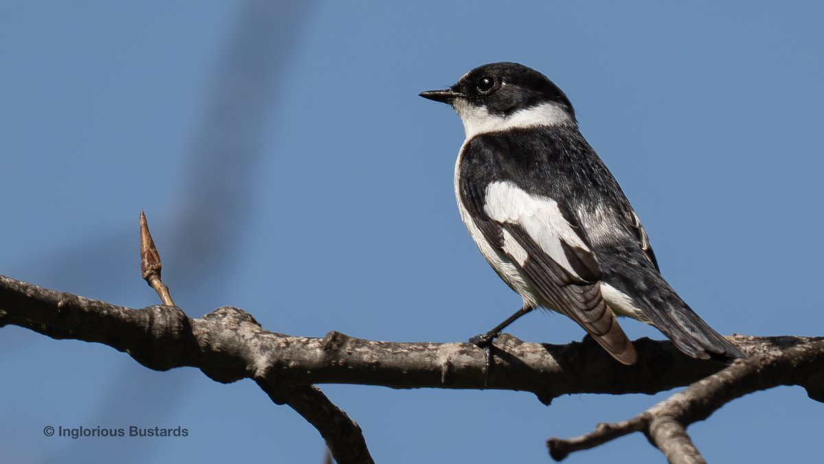 Meanwhile downtown a gorgeous and unexpected male 𝐂𝐨𝐥𝐥𝐚𝐫𝐞𝐝 𝐅𝐥𝐲𝐜𝐚𝐭𝐜𝐡𝐞𝐫 joined the migration party! Normally breeding across Eastern Europe it is a welcome vagrant! (Thanks to #amigo Ricky Owen for news on the Flycatcher!) #FlywayBirding