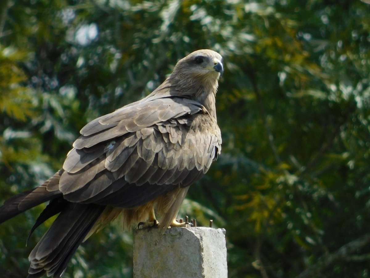 Black Kite #TwitterNatureCommunity #IndiAves #NaturePhotography #BBCWildlifePOTD #birds #NatureBeauty #BirdsOfTwitter #Birds2024