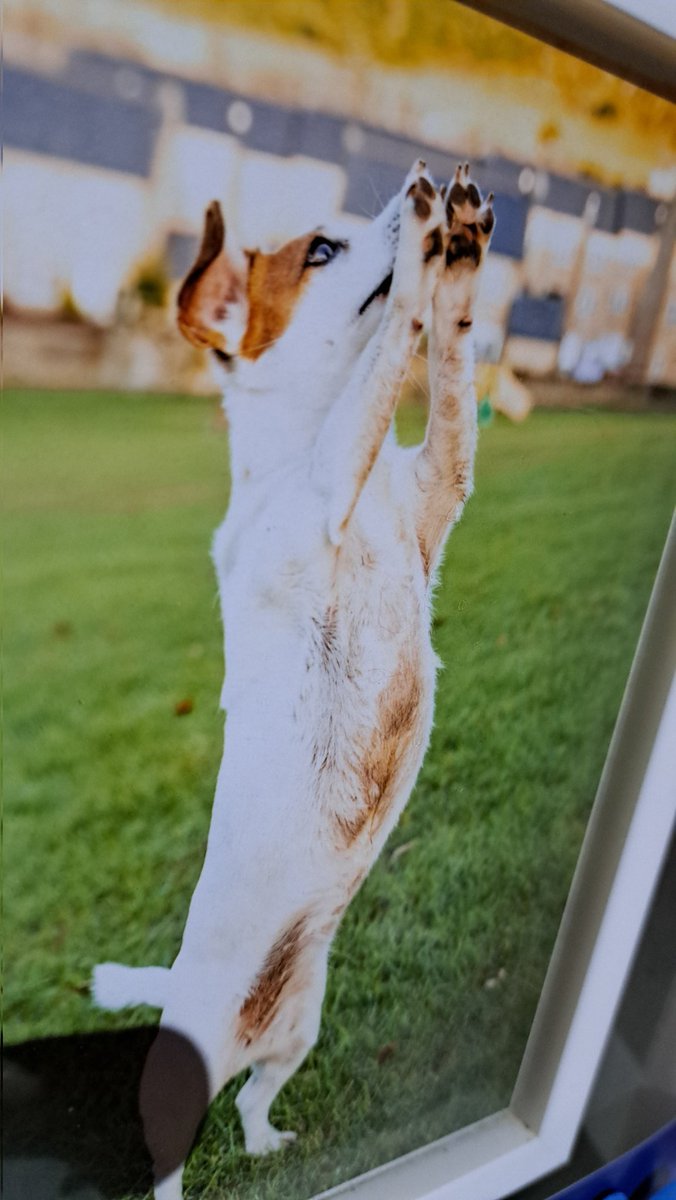 Happy 12th birthday to this madhead..my little soulmate Betty Boo🐾🐶❤️
(📷 @karenpricephotography)