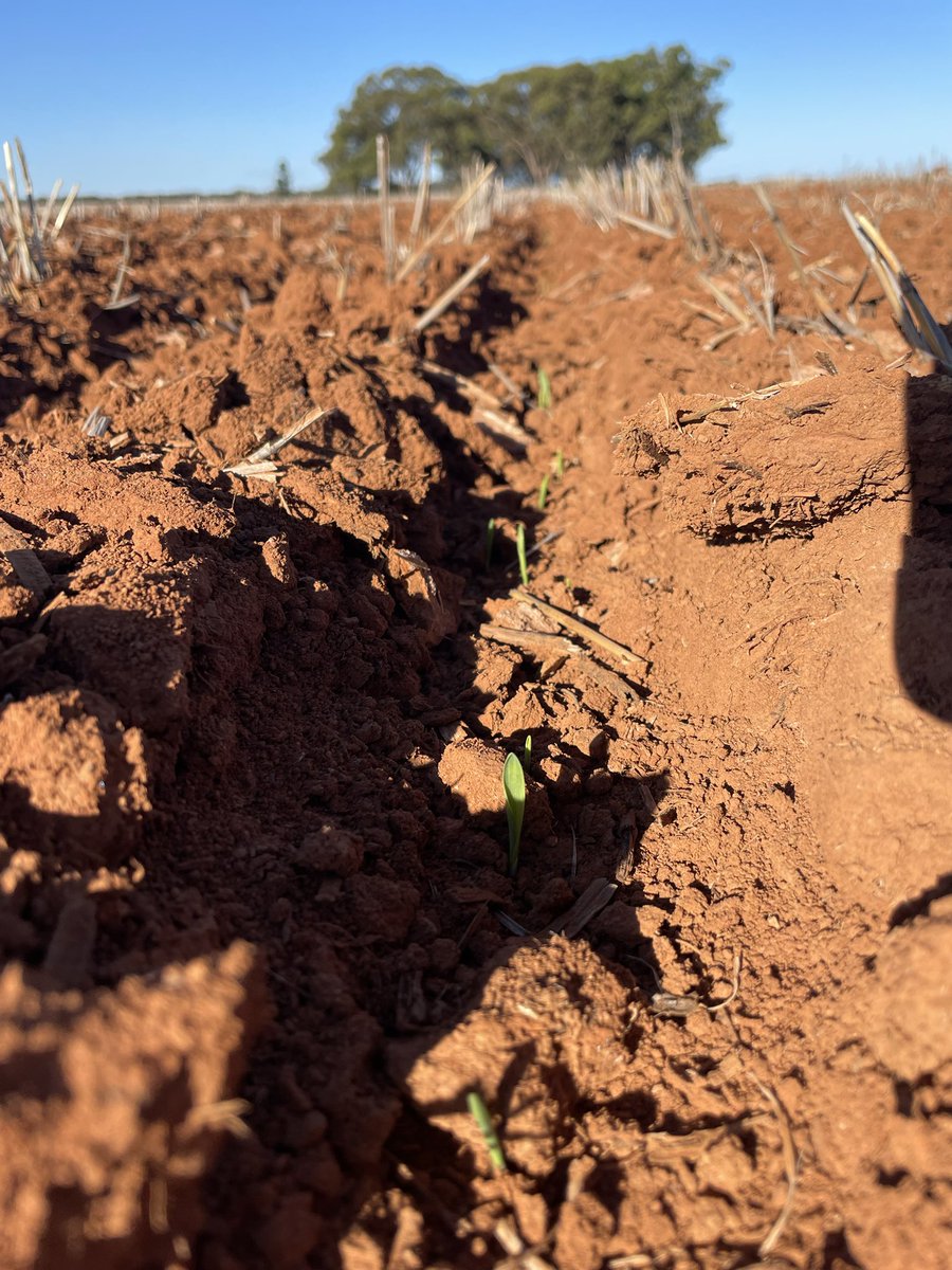 Capitalising on stored soil moisture most Dryland farmers sow on! The difference between worked and sprayed fallow management very obvious now with stubble holding good moisture while worked paddocks drying out. This barely emerging in just 4 days.