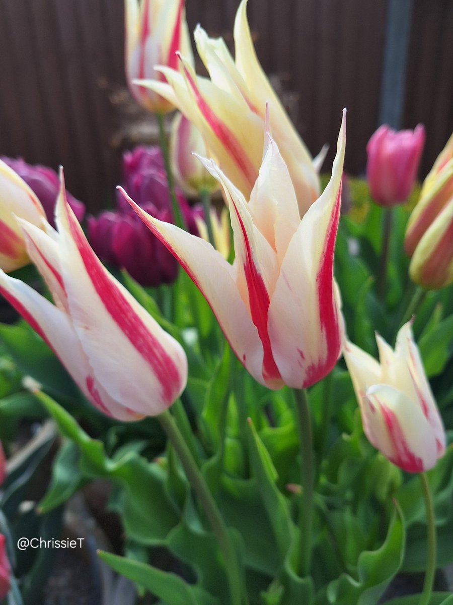 Good morning, wishing you all a lovely day. Enjoy 🌞
            🌿🌷🤍🌷🤍🌷🌿
#Flowers #TulipTuesday #MyGarden #Gardening #GardeningTwitter #GardeningX