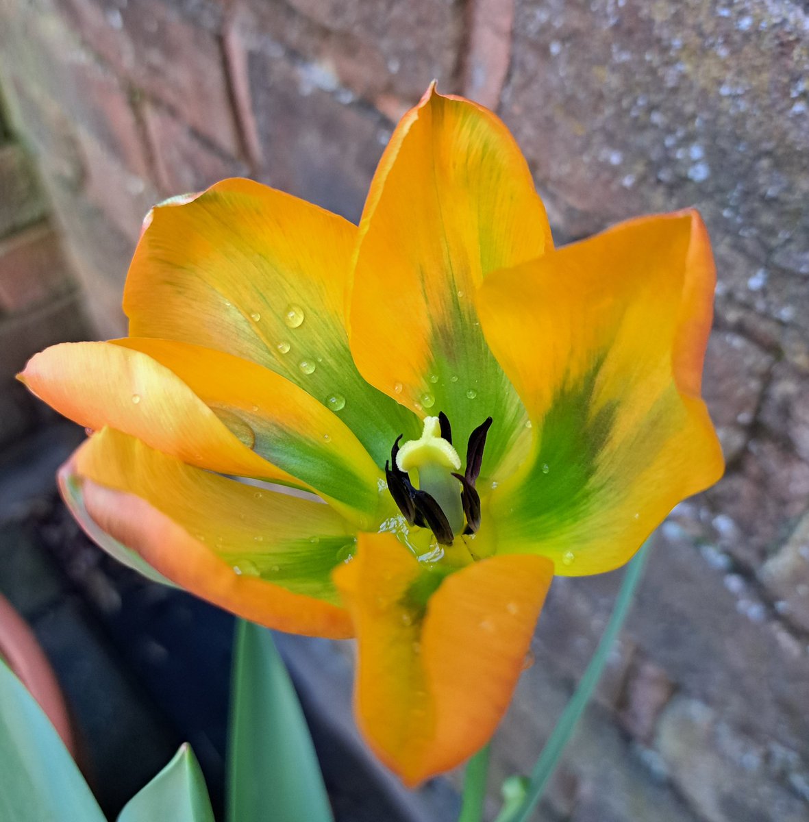 'Orange Marmalade' was really thwarted by the winds, but I did like the colouring 💚🧡. Have a great day 😊 #TulipTuesday